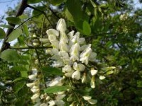 /album/acacia-la-formula-8-3/images-4-jpg/